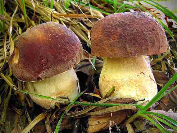  Image name: 166 Porcino.jpg 
 width: 570 pixel 
 height: 430 pixel 
 Size: 24445 bytes 
 Click to enlarge 